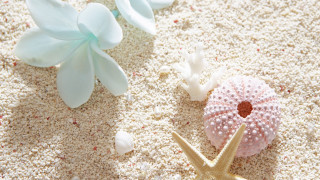 Starfish sea urchin sandy beach - a sandy beach free wallpaper