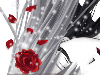 Woman long hair rose looking - a red rose free wallpaper
