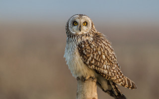 Small owl wooden stick grass 2 - a small owl free wallpaper