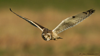 Bird wings flying owl angel - arie smit free wallpaper