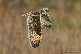 Bird flying blurry background grass - colin gill free wallpaper