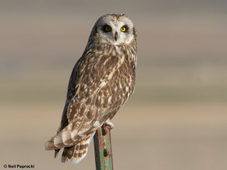 Small owl perched post blurry - dennis flanders free wallpaper