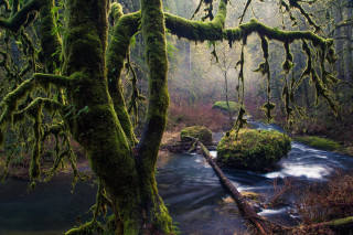 Mossy forest stream nature jungle - mossy free wallpaper