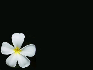 White flower yellow center reflection - the water free wallpaper