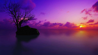 Lone tree silhouette purple sunset 2 - a lone tree free wallpaper