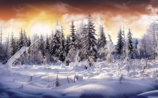 Snowy landscape trees clouds sunset 2 - david martin free wallpaper