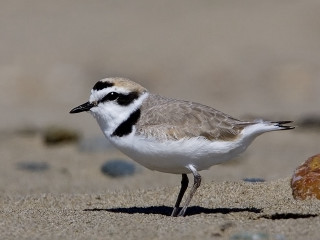 Small bird sandy beach rock - upper body free wallpaper