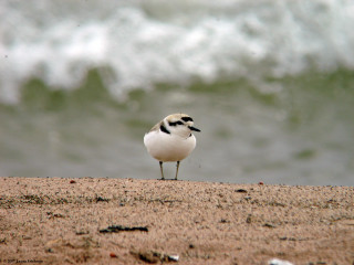 Bird sand ocean wave tiltshift - upper body free wallpaper