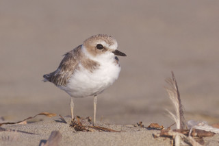 Small bird beach dead grass - dead free wallpaper