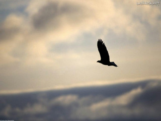 Bird flying cloudy sky quote - a cloudy sky free wallpaper