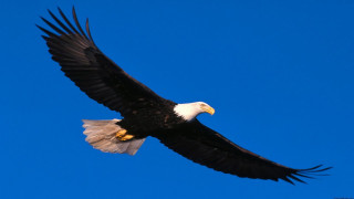 Bald eagle soaring blue sky - bald free wallpaper