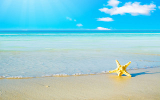 Starfish beach ocean blue sky - the ocean in the background free wallpaper