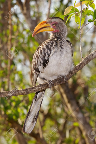 Bird long beak branch tree 6 - incoherent free wallpaper