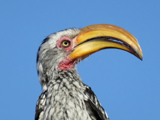 Bird beak blue sky outdoors - a large beak free wallpaper