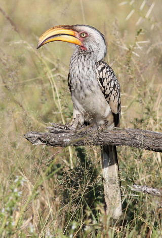 Bird yellow beak branch field - free bird wallpaper