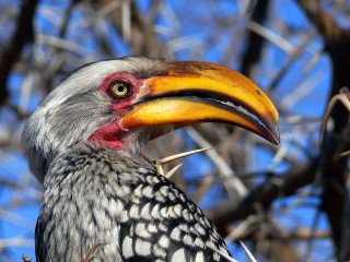 Bird yellow beak red beak - a red beak free wallpaper