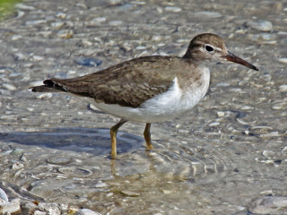 Bird standing shallow water beach - upper body free wallpaper