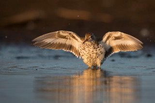 Bird wings spread water reflection 3 - arie smit free wallpaper