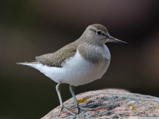 Small bird rock blurry background - a rock free wallpaper