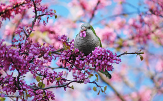 Bird branch purple flowers blue 2 - clara miller burd free wallpaper