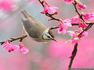 Bird perched branch pink flowers 4 - bird free wallpaper for desktop
