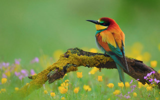 Colorful bird flower field butterfly - bird free wallpaper