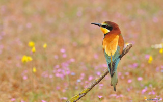 Colorful bird perched branch flowers 2 - a black beak free wallpaper