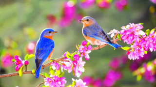 Blue birds branch tree pink - a branch of a tree free wallpaper