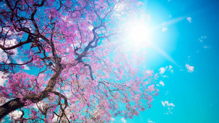 Purple flower tree sun blue 2 - sun free wallpaper for desktop