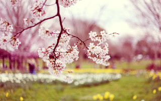 Field flowers trees people walking - naturalism free wallpaper