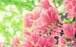 Pink flowers vase table outside 2 - outside free wallpaper