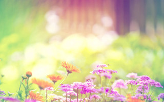 Field flowers sun trees background - a field of flowers free wallpaper