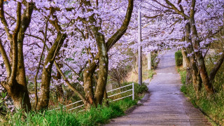 Pathway purple flowers fence street - a pathway free wallpaper