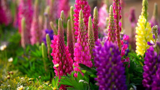 Field flowers purple yellow green - a field of flowers free wallpaper