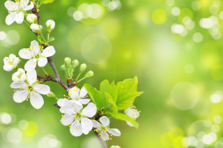 White flower branch green leaves 5 - a branch of a tree free wallpaper