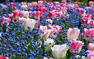 Field flowers blue pink red - vivid free wallpaper