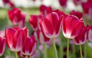 Pink flowers white tips stem - single free wallpaper