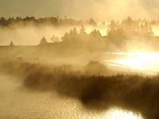 River fog trees sunset distant - the water and trees free wallpaper