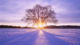 Tree snowy field sunset clouds - radiant free wallpaper