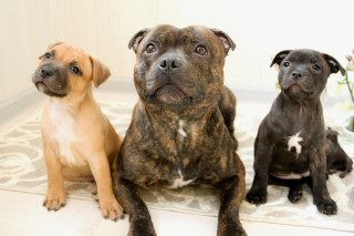 Three dogs rug flower wall - a rug free wallpaper