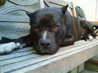 Dog laying bench paw nose - a paw free wallpaper