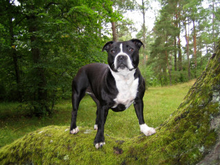 Black white dog moss rock - a moss free wallpaper