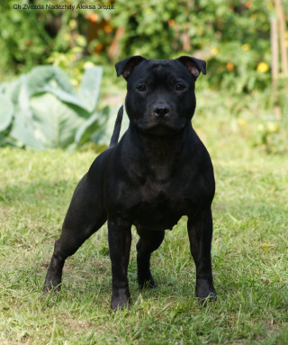 Black dog grass bush background - boleslaw cybi free wallpaper