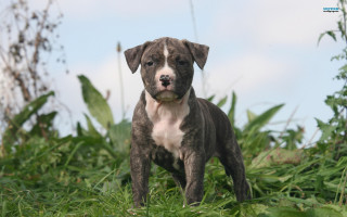 Dog standing field grass sky - small free wallpaper