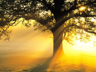 Tree sunshine leaves branches background - arthur quartley free wallpaper
