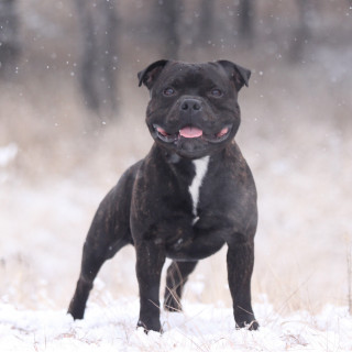 Black dog snow tongue trees - animal photography free wallpaper
