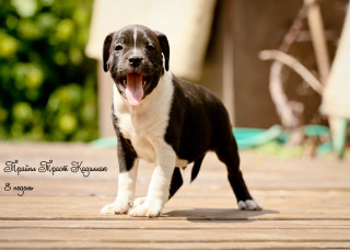 Puppy blackwhite standing openmouth tongue - cassius marcellus coolidge free wallpaper