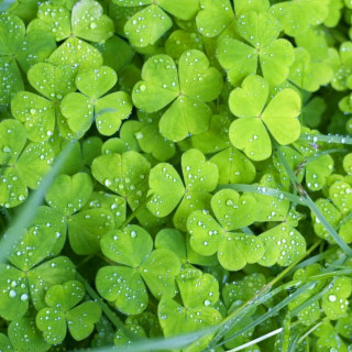 Close up green clovers water - water droplet free wallpaper