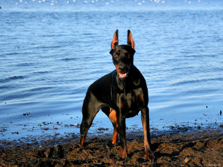 Dog beach water boat sunny - a boat in the background free wallpaper