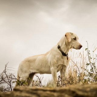 Dog hill cloudy sky bush - free dogs wallpaper